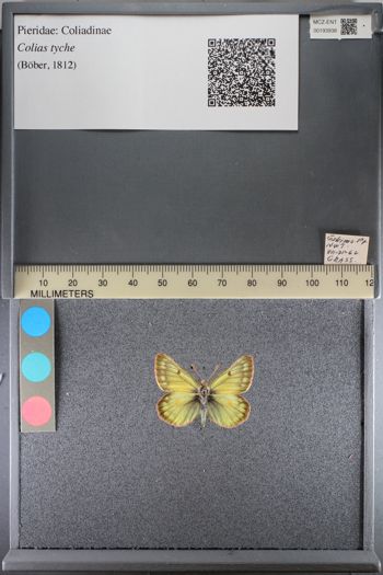 Media type: image;   Entomology 193938